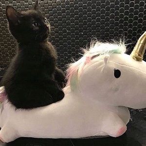 Meet your Posher, Joyce